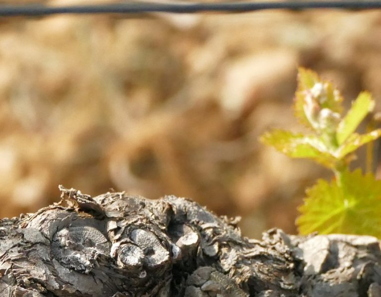 La Vigne continue!